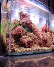 Aquariums